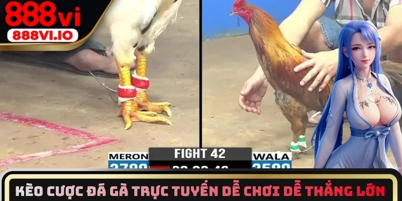 Kèo cược đá gà trực tuyến dễ chơi dễ thắng lớn