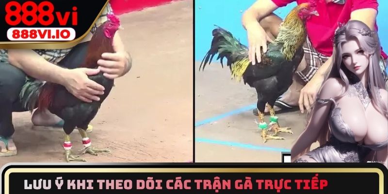 Lưu ý khi theo dõi các trận chọi kê trực tiếp