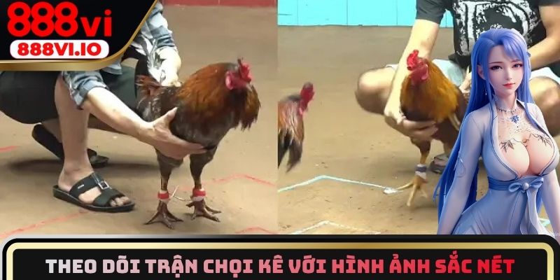 Theo dõi trận chọi kê online với hình ảnh sắc nét