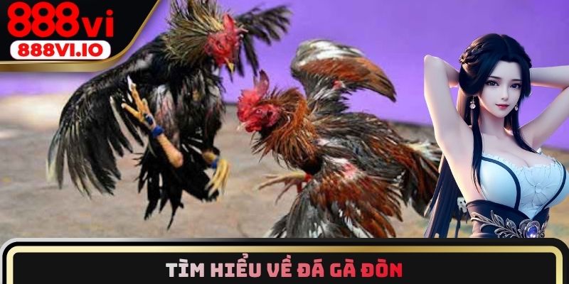 Tìm hiểu về đá gà đòn