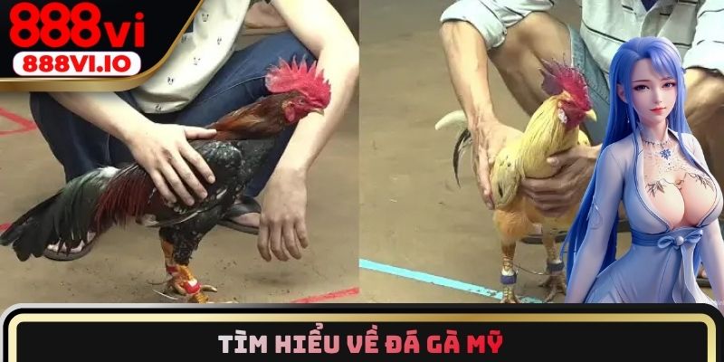 Tìm hiểu về đá gà Mỹ
