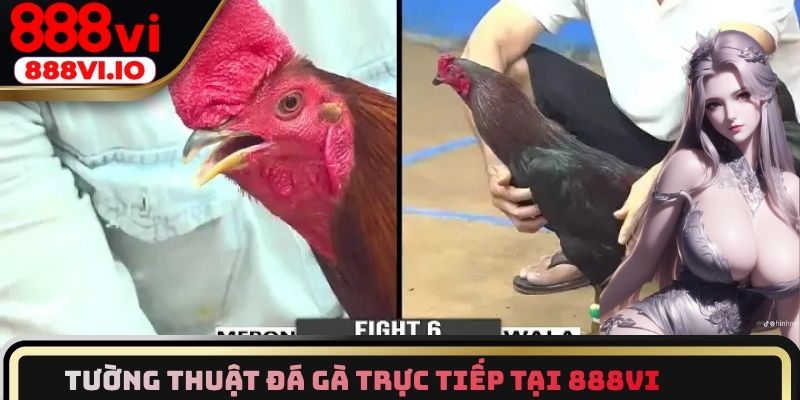 Tìm hiểu về tường thuật Đá gà trực tiếp tại 888vi