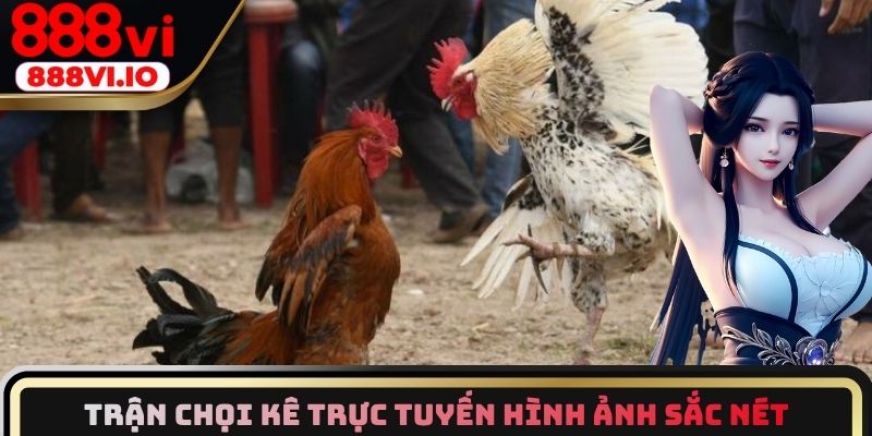 Trận chọi kê trực tuyến có hình ảnh sắc nét